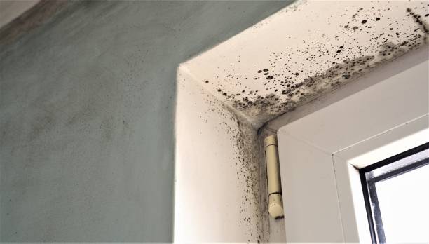 Best Mold Remediation for Healthcare Facilities  in Federal Heights, CO