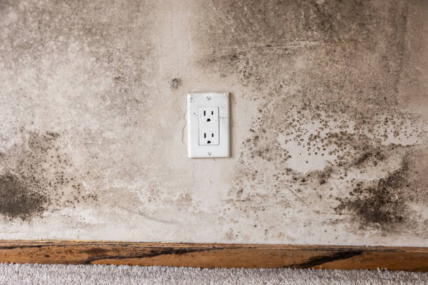 Best Forensic Mold Investigation  in Federal Heights, CO